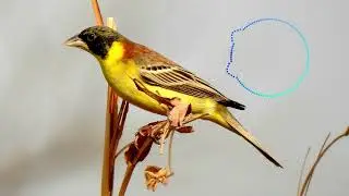 Emberiza melanocephala / Black-headed bunting