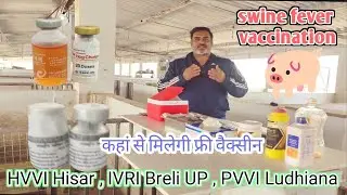Swine Fever Vaccination # स्वाइन फीवर वैक्सीनेशन फार्म के लिए सबसे जरूरी#कहां से मिलेगी फ्री वैक्सीन