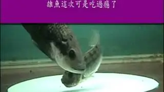 Tilapia魚苗孵化影片WMV