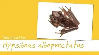 Hypsiboas albopunctatus