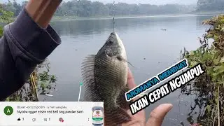 IKANYA LEMU2 ‼️ LAGI2 PANEN LAGI || MANCINGNGANTANG