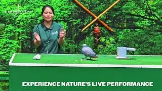 Creek Park Exotic Bird Show Ticket | Live Exotic Birds Performance in Dubai