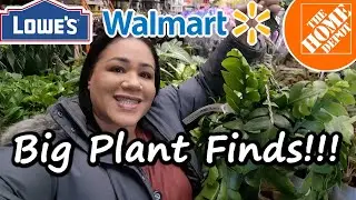 Big Box Store Plant Hunt | Walmart, Home Depot & Lowe's