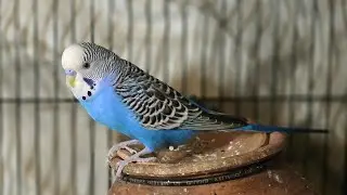 Live budgies | budgie livestream | birds livestream  | budgies | #budgies #birdslive