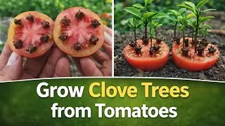 &ldquo;Growing Clove Trees from Tomato Slices | Real Garden Experiment Results&rdquo;