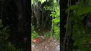Detrashed by LeadJuice Day 2 Clips: The Before and After stunner. 🤩 #fyp #plasticfree #trashremoval