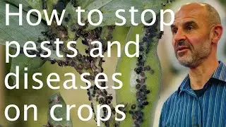 Preventing crop pests & plant diseases - Ian Toth