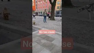 Making Friends in Sweden is Hard #shorts #animalshorts #dogshorts #sweden