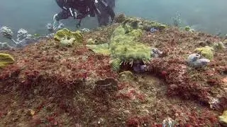 Divers surround Sydney shark dive North Harbour Aquatic Reserve best dive site