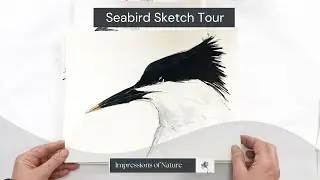 Sketch Tour of Sea birds