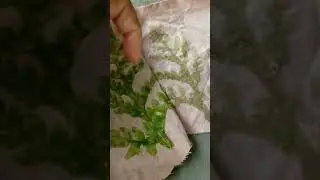 Fern Print On Cotton Dyed With Aloe Vera