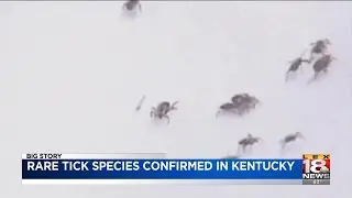 Rare Tick Species Confirmed In Kentucky