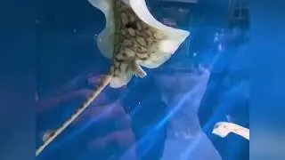 Galway Atlantaquaria, National Aquarium of Ireland 🇮🇪