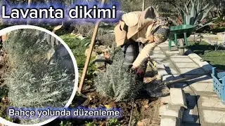 Lavanta ve Hüsnü Yusuf Dikimi /bahçe yoluna düzenleme
