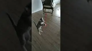 Impossible jump! 😱 Cute kitty jumping in slow motion - cat play