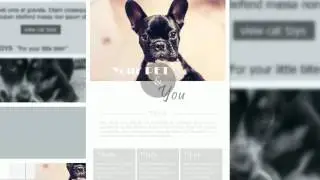 Email Marketing For Pet Stores | Pet Service Email Marketing