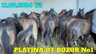PLATINA OT BOZOR SHAYR TOY ONA BOLA OTLAR NARXLARI ZO'R BO'LDI.