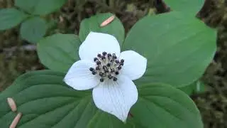 Hiking, Douglas Island, Juneau, Alaska