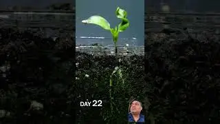 #sprouting #gardening #plants #garden #vegetables #pepperharvest #healthyharvest #funny #farming