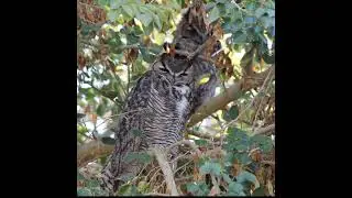 SRHS Owls Nest Season 10