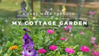 A June Cottage Garden Tour | Welcome Summer | The Southern Daisy