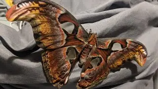 Atlas Moth (Attacus atlas) my experience