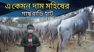 গাছবাড়ির মহিষের হাটের এ কেমন দাম জেনে নিন।