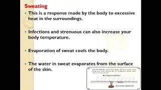 CXC STUDY GUIDE - Regulation of Body Temperature