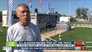 All-Alaskan Racing Pigs hit the track at the Kern County Fair