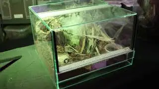 Funnel Web enclosure UPDATE - INSANE web (Beats ANY TARANTULA)