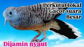 Masteran  perkutut super Gacor suara besar