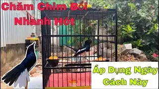 Guide to Raising Wild Black-throated Magpies to Sing Quickly and Effectively | B Long TV