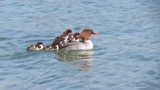 grebe mother with her sweet little ducks on her back swim quickly!!see