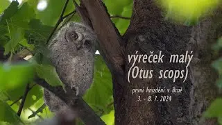 V&yacute;reček mal&yacute; (Otus scops) - Scops Owl