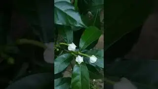 crape jasmine| chandi plant|#shorts