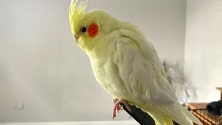 This Is What Happens When I Leave My Bird Alone