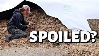 Is the sheep feed ruined?  (Evaluating corn silage & cleaning the Grober lamb feeder) Vlog 285