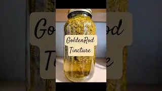 Making Golden Rod Tincture | Good for Urinary Tract Health, Sinus & Allergy Relief, and Congestion