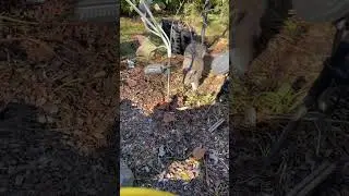 Squirrel Stands On Rock For Walnut #shorts