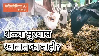 शेळ्या मुरघास खातात का? बकरी मुरघास खाती हैं क्या? Do goats eat silage?