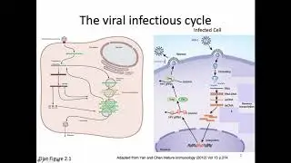 Immunology Fall 2019 Lecture 5: Antiviral state and PRRs