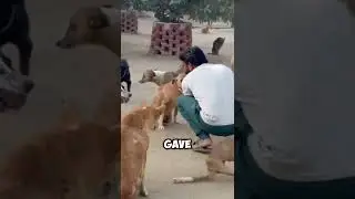 Saving Handicapped Dogs: Unbreakable Bonds Formed