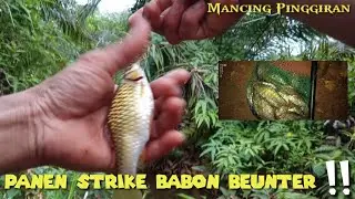 Mancing wader beunter di spot tersembunyi //  panen strike benteur babon