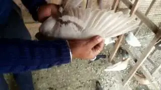 raju phaji pigeons part 2 by kamal arora