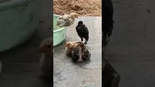 crow attack on chicks