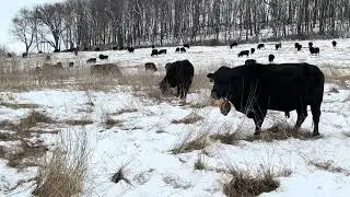 Low input cattle genetics