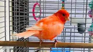 Birds and Pets Market in UK. clitheroe auction. 2022 August