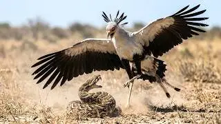 Secretary Bird vs Venomous Snake!  Africa&rsquo;s Most Brutal Predator Battle Caught on Camera.