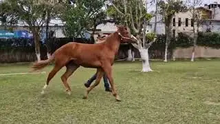 LOTE 17   MONACO FIRE SEIS