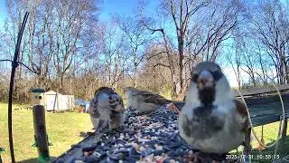 Happy New Year. Birds feeding frenzy’s then 1 big boy staying and gorging on feed. ASMR 